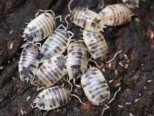 Porcellio Laevis Dairy Cow Isopods 15 Count Feeder Insect