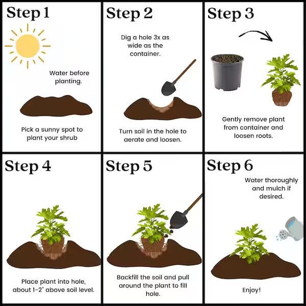 1 Gal. Black Mission Fig Tree with Green Foliage