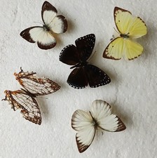  Butterfly Collection Set x5 A2 Ideal For Photography.
