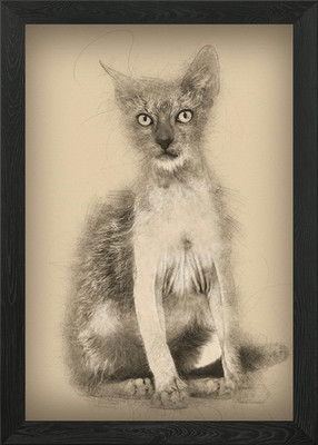 Kätzchen Lykoi Katze 3 Monate Gerahmtes Wandbild Poster Leinwanddruck Bild