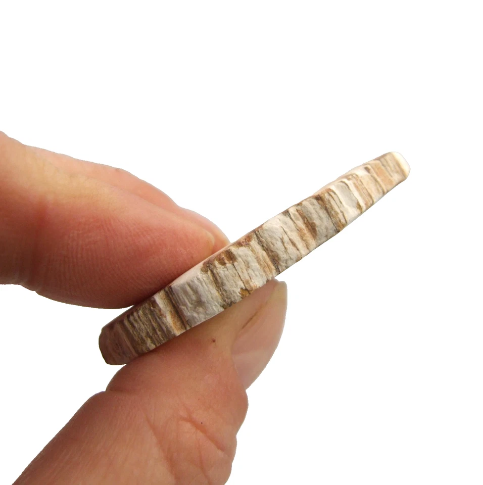 Fossil Petrified Wood Slice Madagascar Polished 5cm x 3.5cm 17g - Image 3 of 4