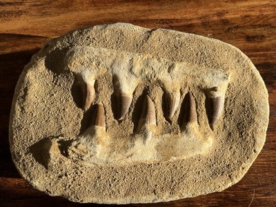 Mosasaur Jaw Fossil with Teeth on 7  Stone Prehistoric Display Specimen