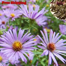 Aromatic Aster Seeds - Fall Aster - Wild Blue Aster | Flower Seeds