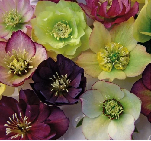 Helleborus  Brandywine’ Lenten Rose (2 plants)