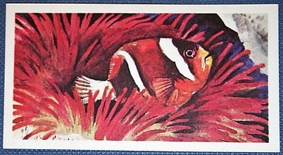 CLOWNFISCH & RIESENMEERANEMONE Meerestiere Karte EF13MS