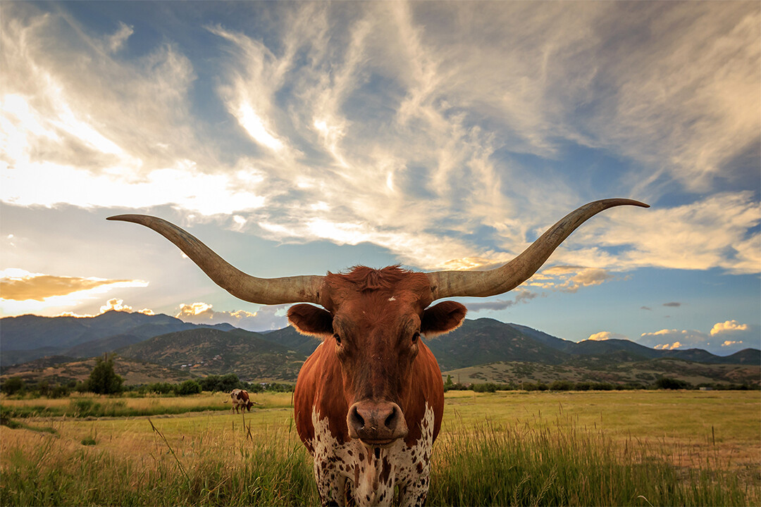 Longhorn Texas Landscape Canvas D?cor Art Print Room - POSTER
