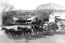 Zhh-86 Horse & Carts At Landlords Farm, Aspull Nr Westhoughton, Lanc's. Photo