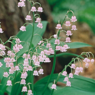 PINK LILY OF THE VALLEY~CONVALLARIA 'ROSEA'~LIVE PLANTS~PIPS~FRAGRANT  FLOWERS!!! | eBay
