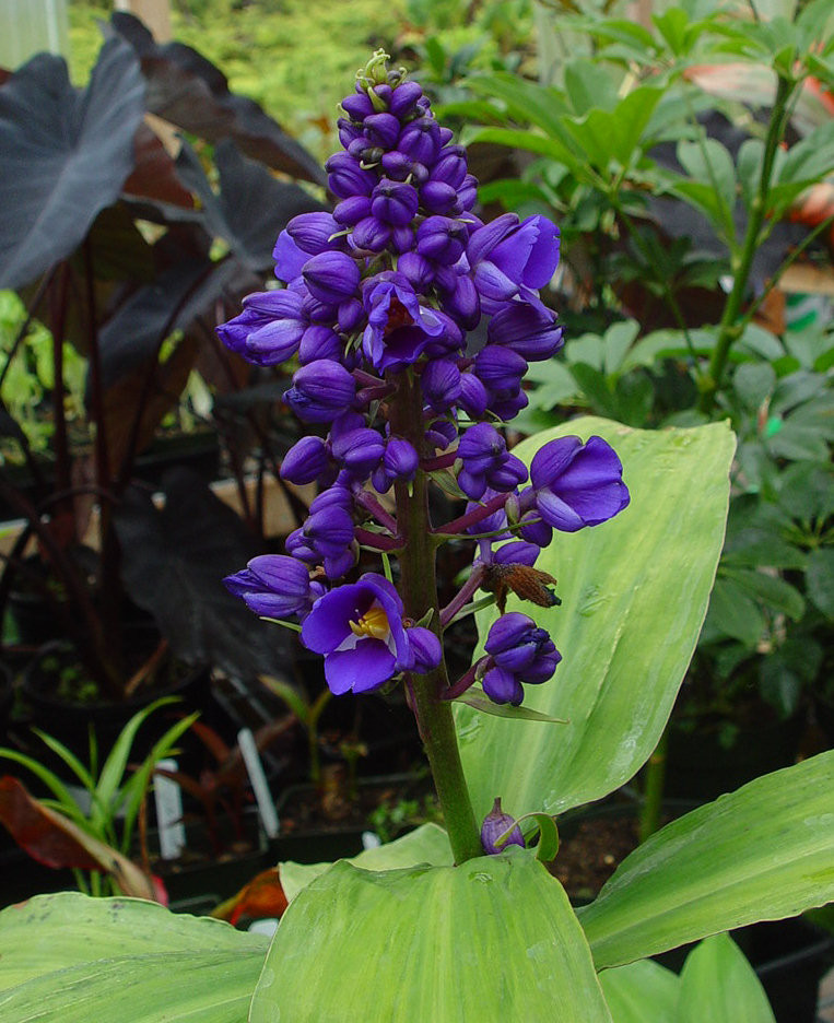 Gorgeous ~SAPPHIRE BLUE GINGER~ From Hawaii Starter PLANT | eBay