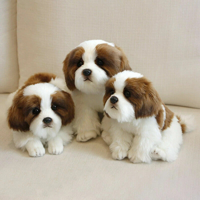 Toy shih tzu clearance size