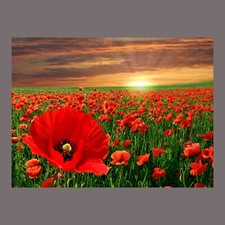 Sunset Poppies Canvas Picture Red Poppy in Field English Country Wall Art Print