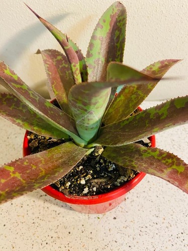 Mangave Mission to Mars - Bold & Exotic Succulent for a Striking Landscape - Picture 2 of 6