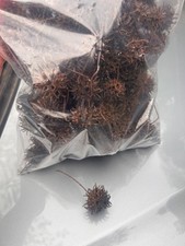 100 Count SWEET GUM TREE BALLS Seed Pods , Dried Ready for Crafting