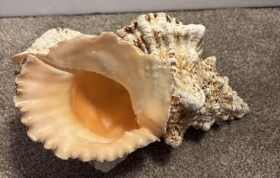 Big Tutufa Rubeta Conch Shell Fish Tank Home Decor Beach House Pink Inside