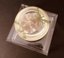 Retro Lucite Encapsulated Flower Paperweight Vintage Mid-century Item