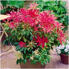 Pieris Japonica 'Forest Flame' | Evergreen Shrub | Pot Plant