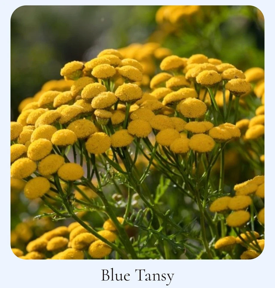 Anti-Aging Pro-Retinol Serum 30ml Rejuvenating Glowing Skin Organic Natural UK  - Image 4 of 4