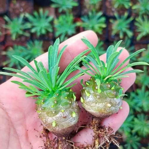 3.5cm 1PCS Live Root Tuber Euphorbia Gabizan Beautiful Garden Outdoor Planting - Picture 7 of 8