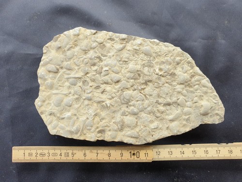 Level Pseudocorbula gregaria + dentalium - shell limestone - Bliestal - old collection