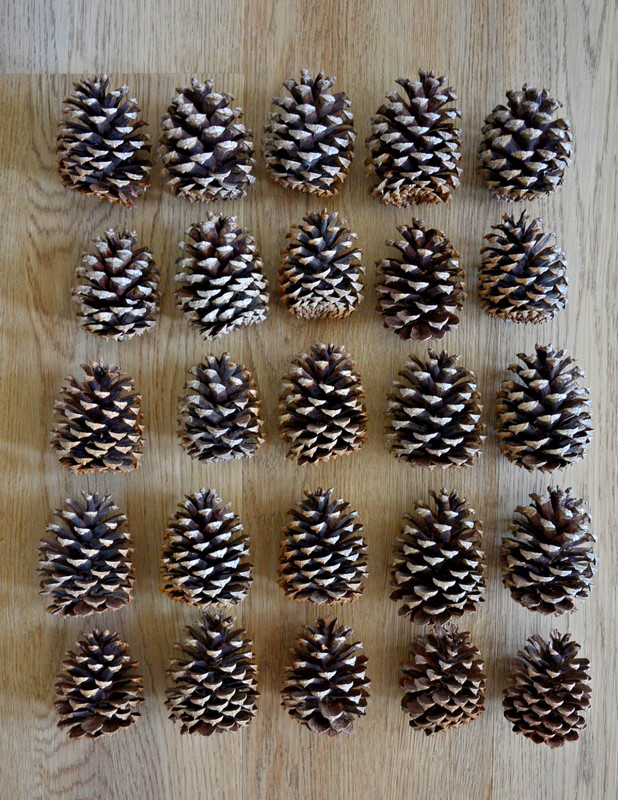 Natural Loblolly Pine Cones for crafting wreaths ornaments lot of 25 3" average