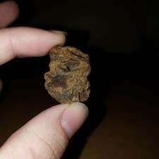 METASEQUOIA PINE CONE  Dinosaur Age Hell Creek Cretaceous - Big Large Conifer