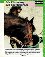 El cuidado de un caballo (8) - Tarjetas informativas