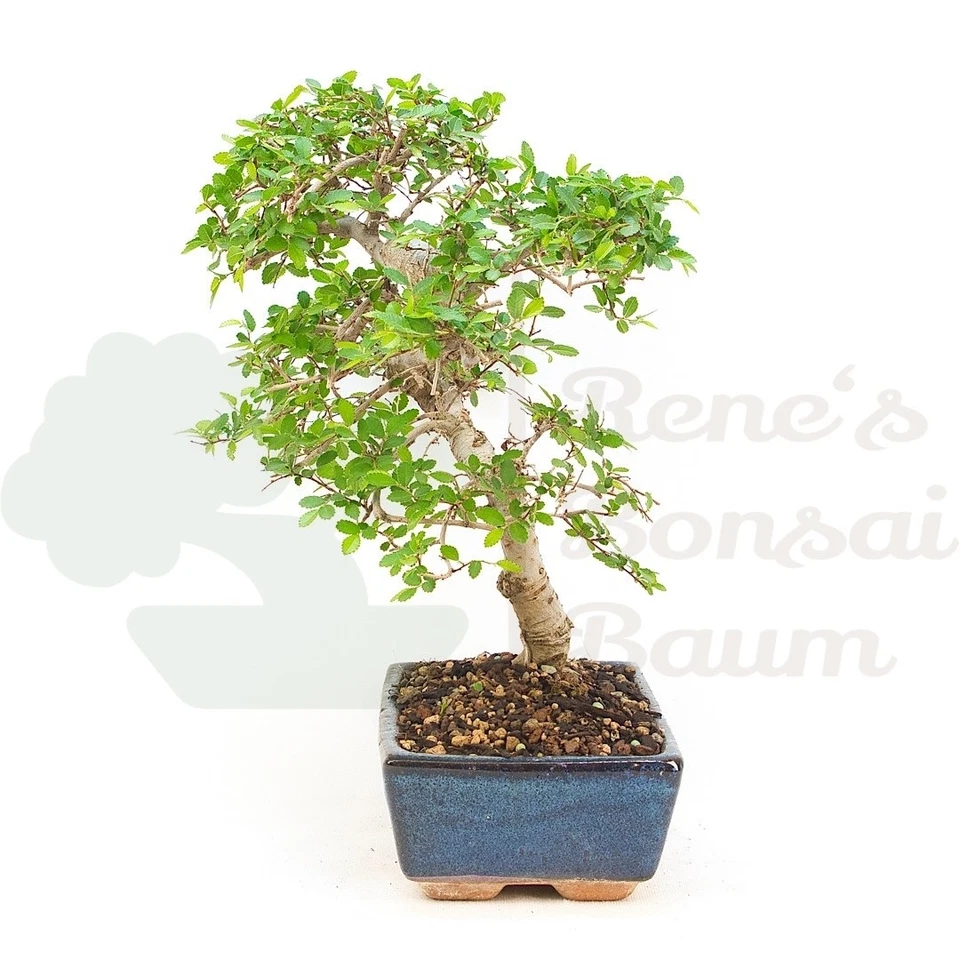 BONSAI Chinesische Ulme 'Zelkova parvifolia' Pflegeleicht & Anfängergeeignet - Bild 2 von 4