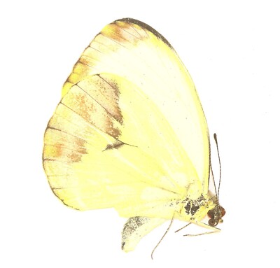 LEPIDOPTERA, PIERIDAE, NEPHERONIA PHARIS (female) from DRC