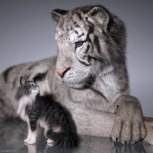 white tiger house cat