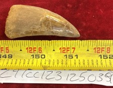 Rare Carcharodontosaurus Dinosaur Tooth T Rex Cousin 95 Mil Yrs Fossil 2 1/4”