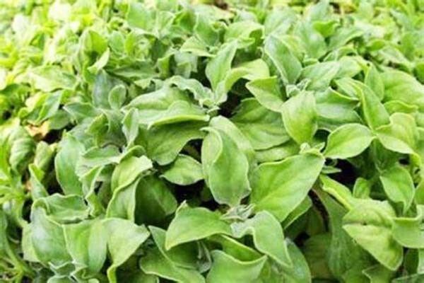 Non-GMO Asian Vegetable Crystalline Iceplant Seeds（水晶冰菜）150+