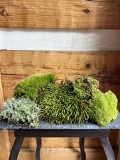 Live Fresh Moss- 1Gal Bag 10  x10  -Uses Bonsai, Terrarium, Vivarium, Fairy Garden