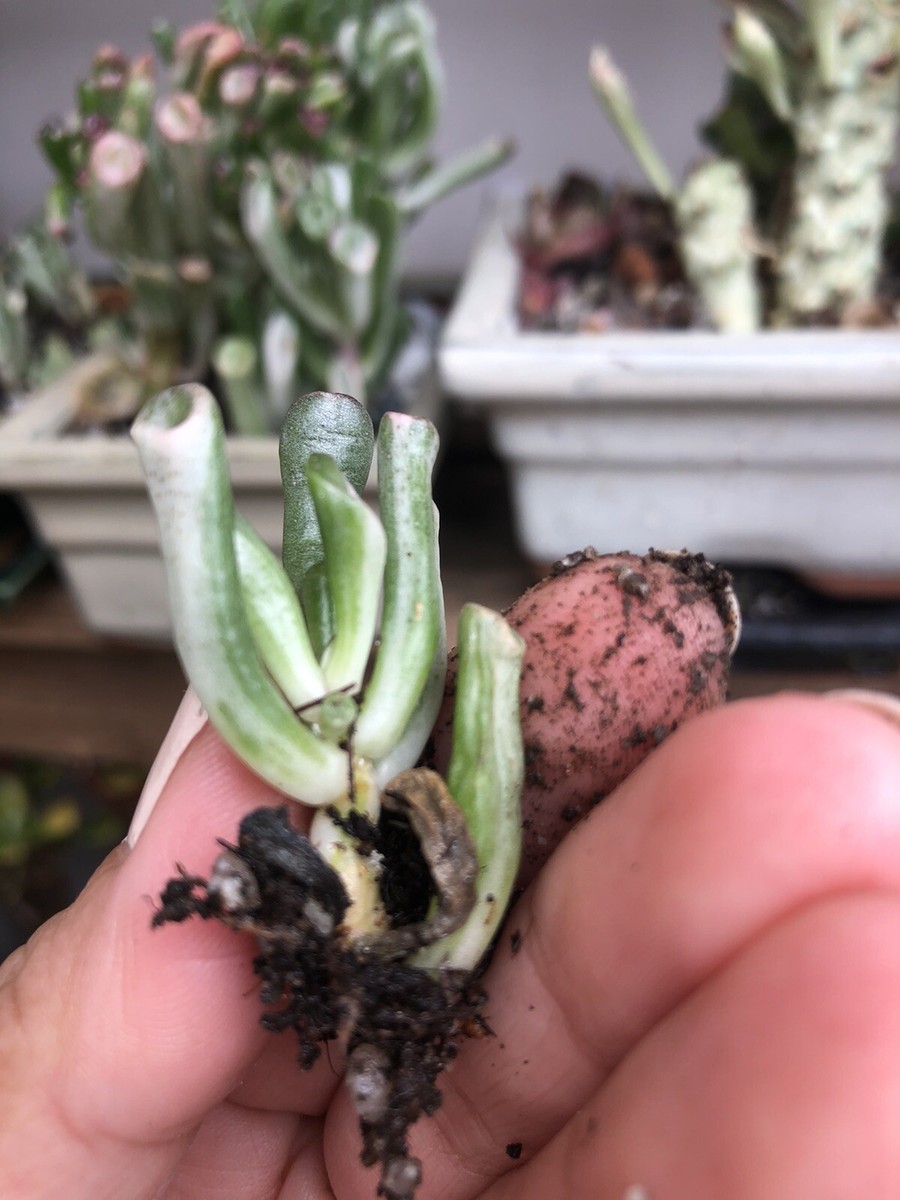 Crassula Ovata Gollum Variegata,