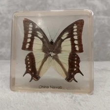 Real China Nawab Butterfly Entomology Specimen Suspended Resin Bug Science