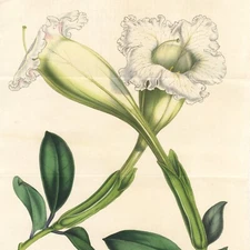 1848 Stunning Van Houtte Double Fold-out Folio Color Litho SOLANDRA LAEVIS