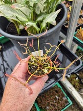 Drosera Binata Ghost one bareroot plant