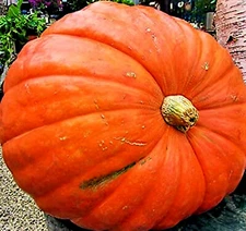 BIG MAX PUMPKIN SEEDS NON~GMO Organic Garden Fruit Squash Vine Plant 1-200+ LBS
