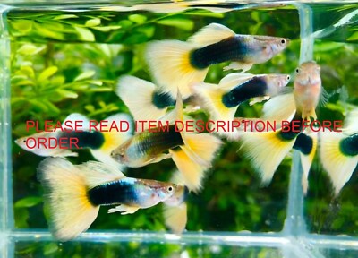 HAVE VIDEO GUPPY FISH HB YELLOW PAIR MALE+5 FEMALE)