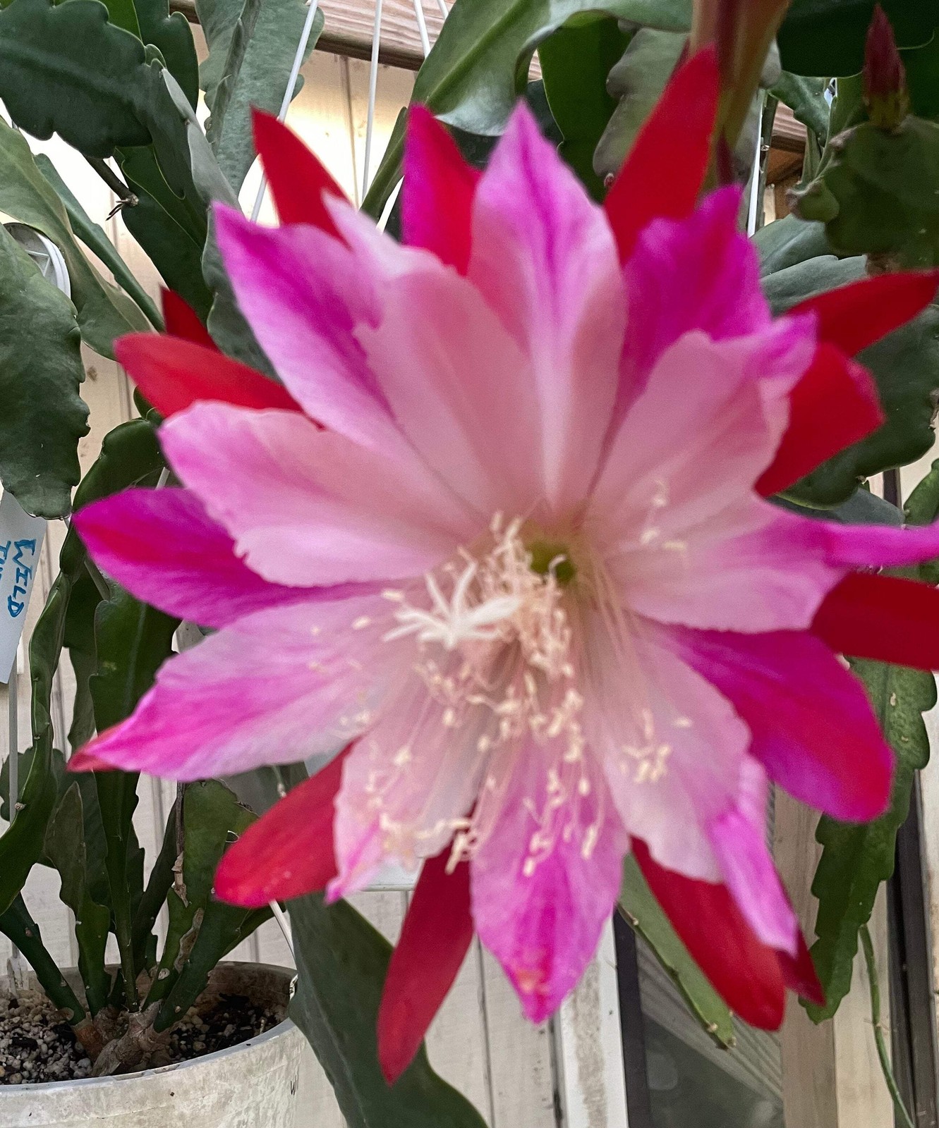 Epiphyllum Hybrid 'Wild Thing' Fully - Rooted Starter Pot