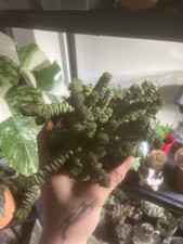 Crassula Marnieriana 10cm pot succulent 