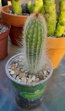 Thrixanthocereus Cullmanianus Cactus  4-5"H X1.5- 2"W Ships Bare Root Rare!