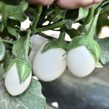 20+ White Egg Plant Seeds! Non-Gmo. Organic . Fresh Garden Seeds . Planting