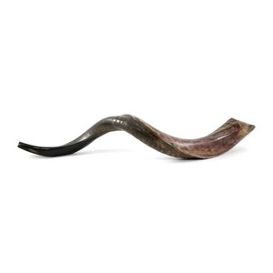 32"-34" Yemenite Kudu Shofar - Polished - Judaicca