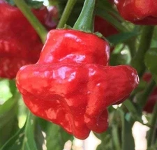 RED SCOTCH BONNET PEPPER SEEDS 50+HOT spicy VEGETABLE garden PLANTS non-gmo