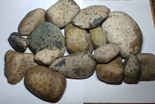 10 POUNDS Bulk Petoskey Stone Lot Unpolished Whole Natural Rocks For Lapidary 