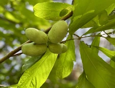2 Live PAWPAW trees 1 to 2 ft now ready to plant  fruit trees