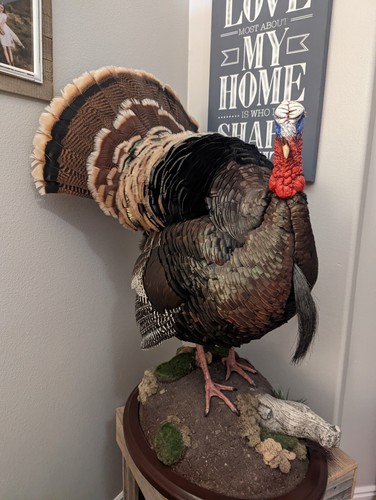 Merrium Turkey Full Body Mount - Picture 3 of 12