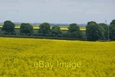 Photo 6x4 West Fields, near Tibthorpe Manor North Dalton The trees in the c2016