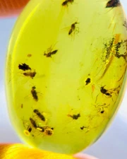 Burmese fossil burmite Cretaceous amber Wormhole insect fossil amber Myanmar