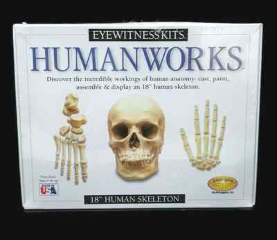 Human Works Eyewitness Kits 18'' Skeleton Anatomy Modeling Kit Education School